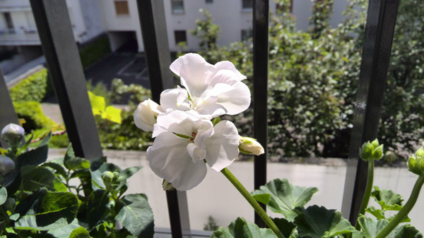 Huawei Ascend P2 : test photo