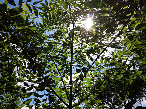 BlackBerry Q10 : photo prise avec le smartphone