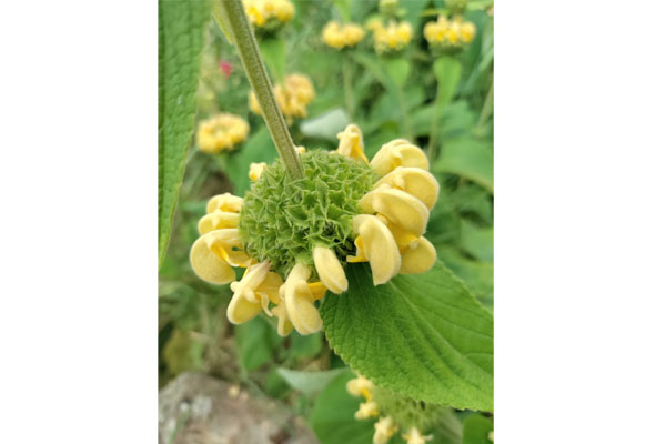 Photo couleur avec le OnePlus Nord CE