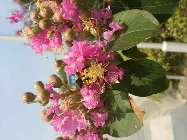 Photo prise avec le Meizu MX3