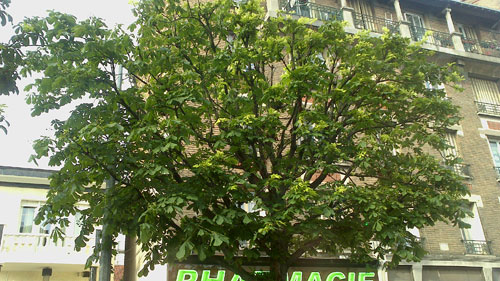 test Sony Xperia U : photos prises avec le smartphone