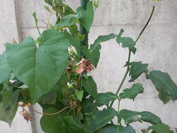 Samsung Galaxy S4 Mini : photo prise avec le smartphone