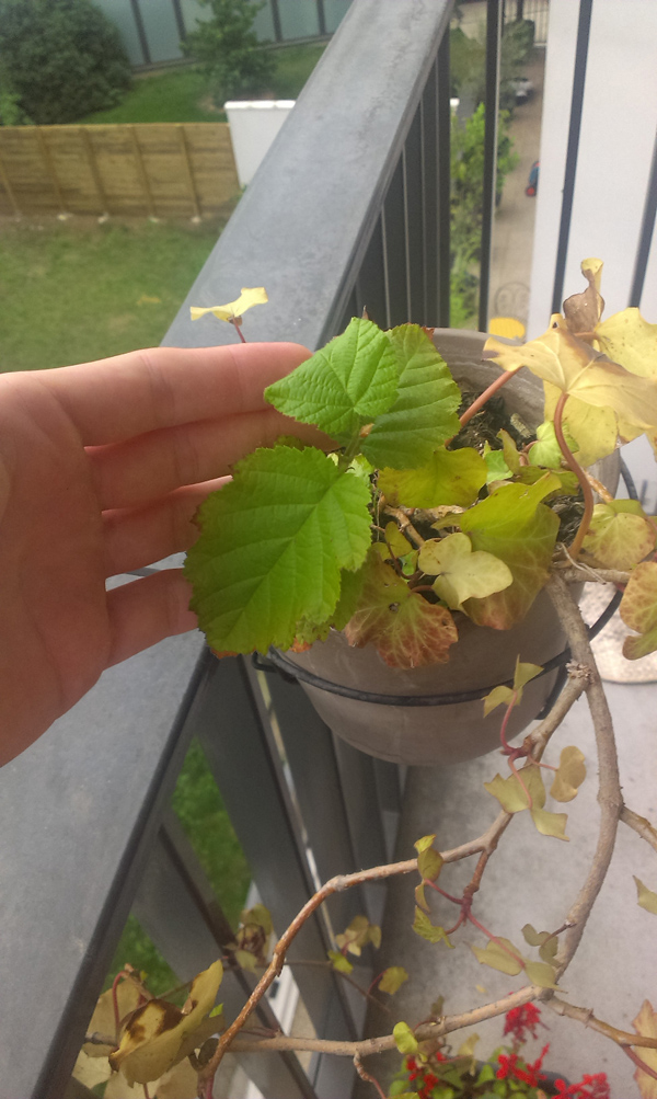 HTC Desire 500 : appareil photo exemple