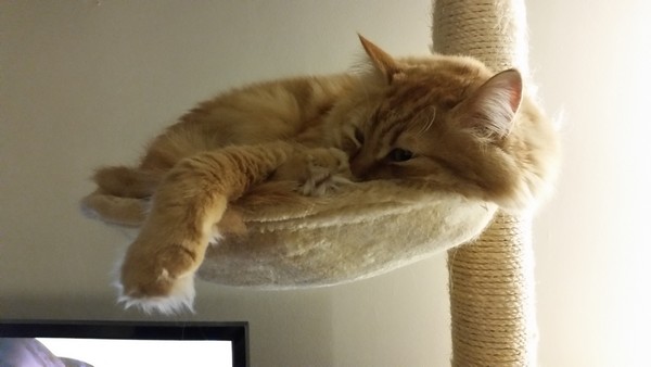 Samsung Galaxy S5 Photo et vidéo