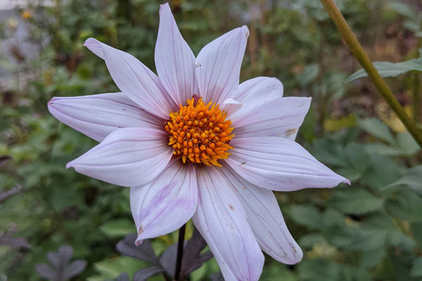 Test photo du Google Pixel 5