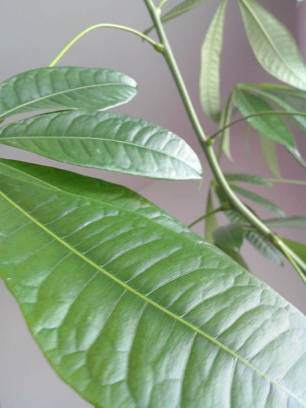 Wiko Cink Peax : photo macro