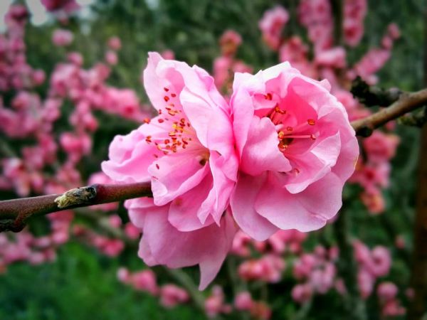 Google Camera Lens Blur