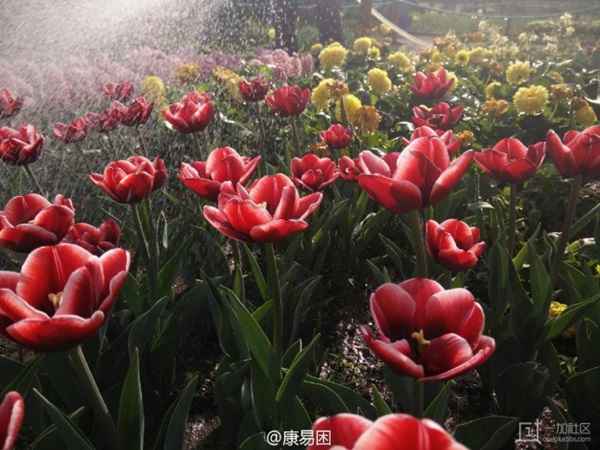 Photo prise avec le OnePlus One