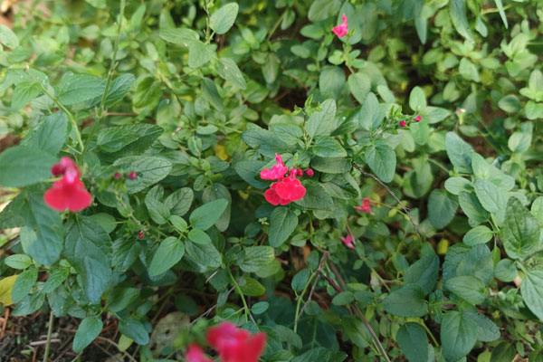 Test photo gros plan Xiaomi Mi 10 Pro