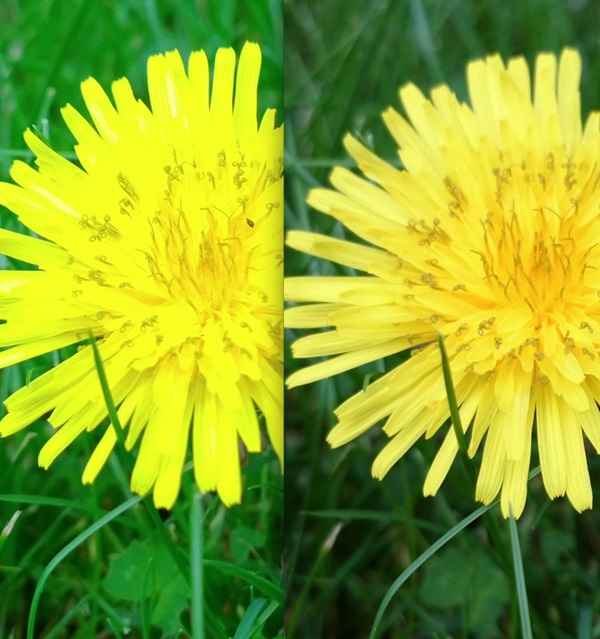 Nokia Lumia 1020 VS Sony Xperia Z1