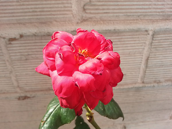 Samsung Galaxy S4 Mini : photo prise avec le smartphone