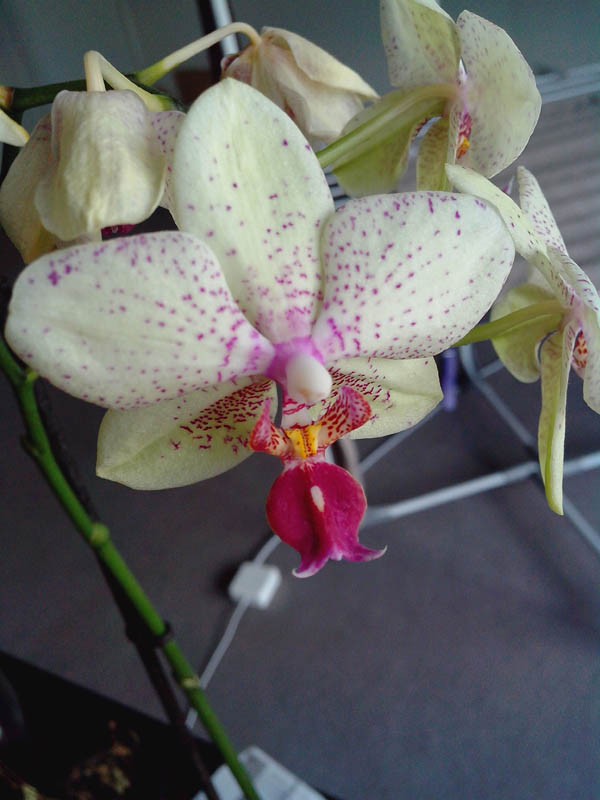 Wiko Cink Peax : photo macro