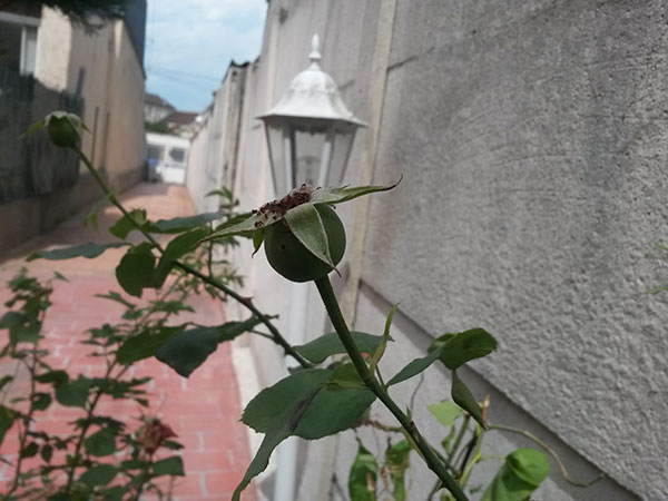 Samsung Galaxy S4 Mini : photo prise avec le smartphone