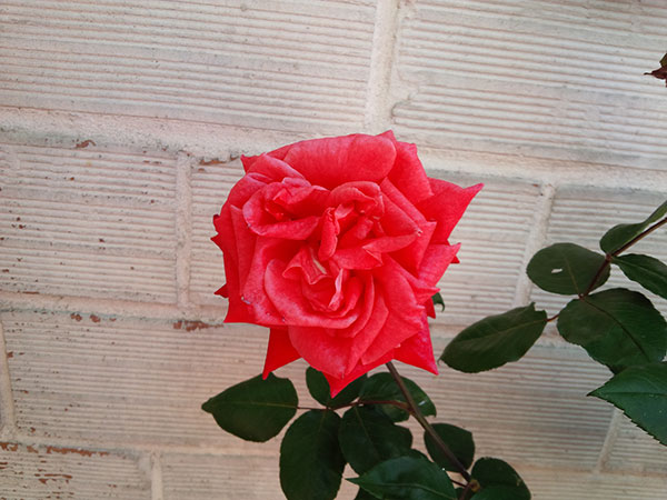 BlackBerry Q10 : photo prise avec le smartphone