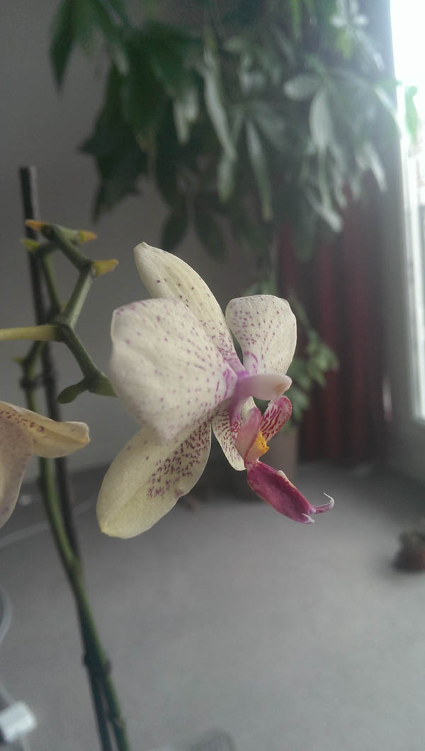 HTC One : capture photo