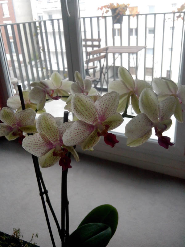 Wiko Cink Slim : photo