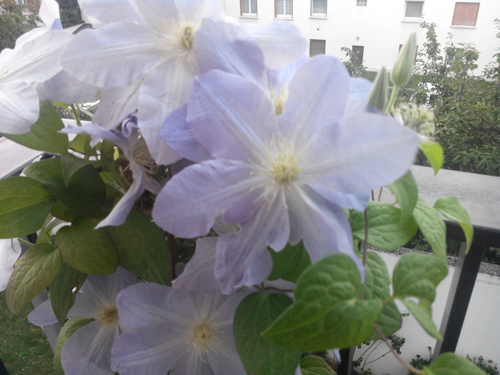 Wiko Cink Peax 2 : photo