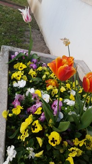 Samsung Galaxy S5 Photo et vidéo