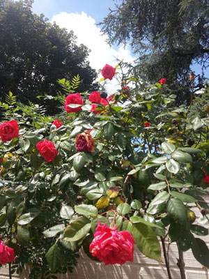 Test Samsung Galaxy S3 : photo prise avec le smartphone