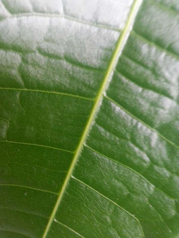 Samsung Galaxy Note 2 : appareil photo