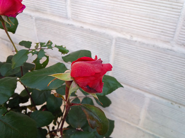 BlackBerry Q10 : photo prise avec le smartphone