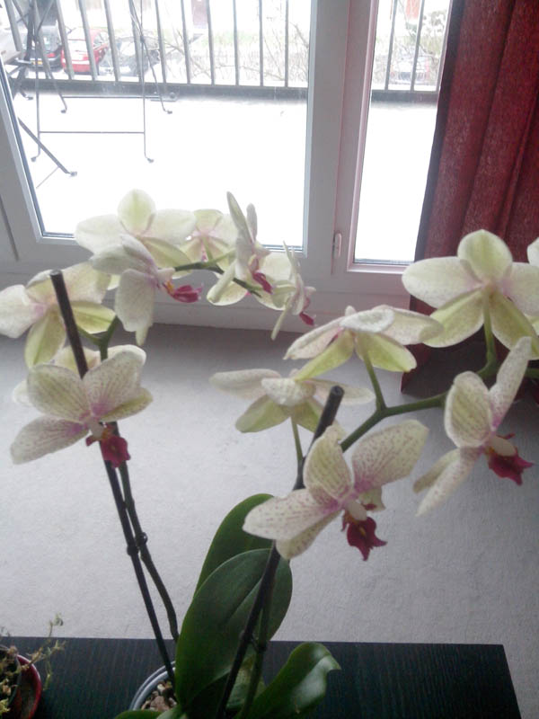 Wiko Cink Slim : photo