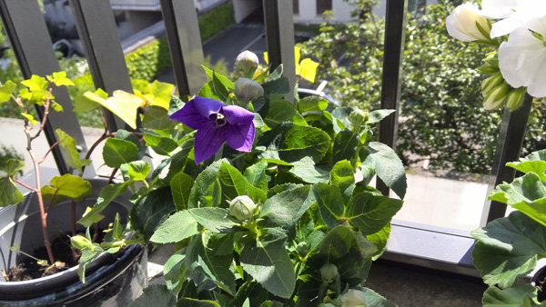 Huawei Ascend P2 : test photo