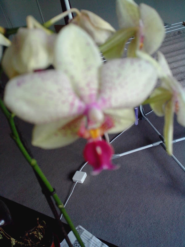 Wiko Cink Peax : photo macro