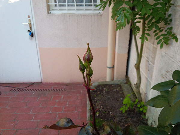 BlackBerry Q10 : photo prise avec le smartphone