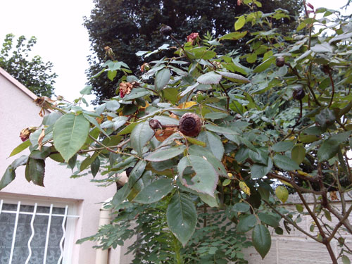 Test LG Optimus 4X HD : photos prises avec le smartphone