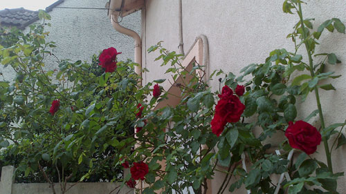 test Sony Xperia U : photos prises avec le smartphone