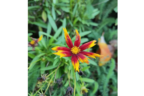 Photo Oppo Reno4 Pro