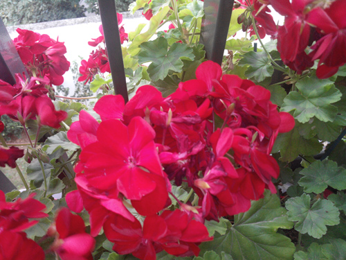 Wiko Cink Peax 2 : photo