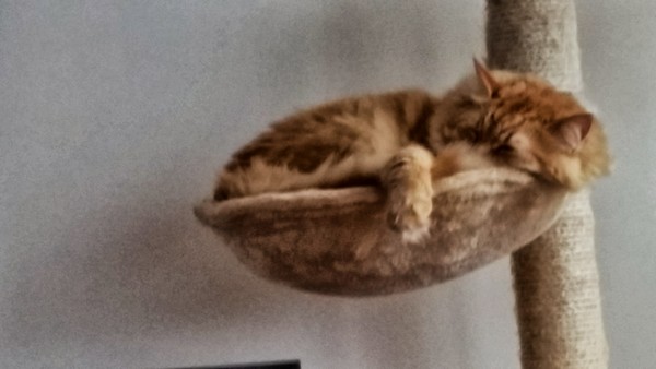 Samsung Galaxy S5 Photo et vidéo