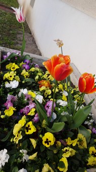 Samsung Galaxy S5 Photo et vidéo