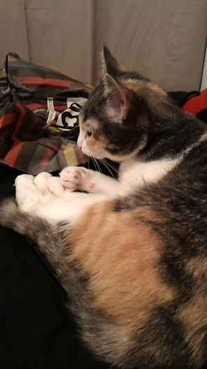 Photo prise avec l'Asus Zenfone 2 et PixelMaster