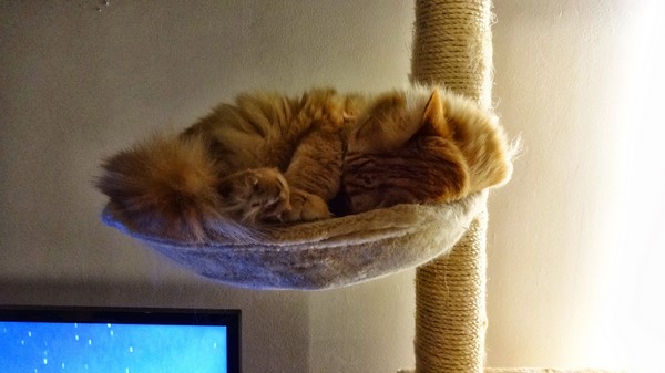 Samsung Galaxy S5 Photo et vidéo