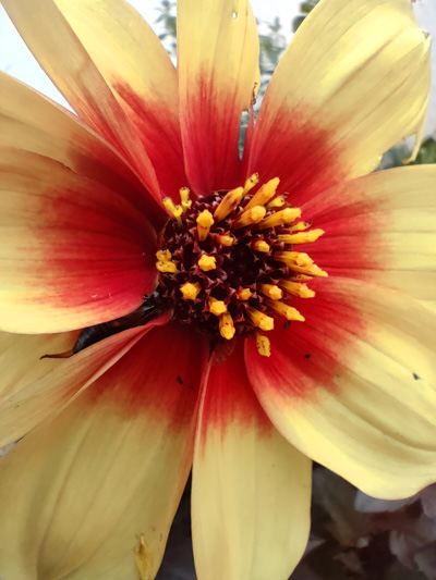 Photo macro avec l'Oppo Find X3 Lite