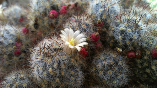 HTC One prise smartphone constructeur facebook