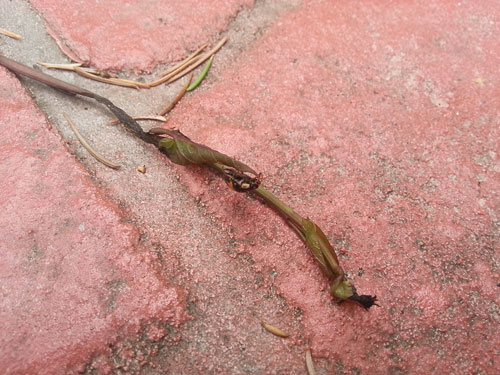 Test Samsung Galaxy S3 : photo prise avec le smartphone