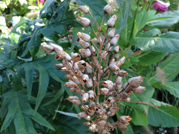 Test iPhone 5 : photos prises avec le smartphone