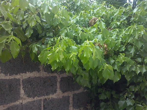 LG Optimus L5 II : photo prise avec le smartphone