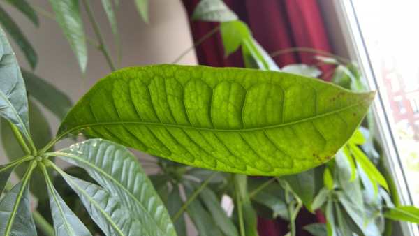 Huawei Ascend P2 : test photo