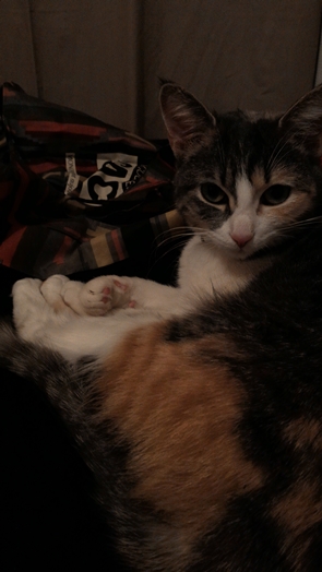 Photo prise avec l'Asus Zenfone 2