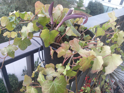 Wiko Cink Peax 2 : photo