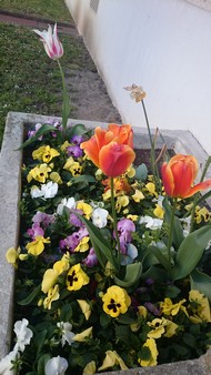 Samsung Galaxy S5 Photo et vidéo