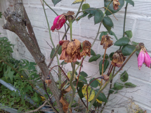 Test LG Optimus 4X HD : photos prises avec le smartphone