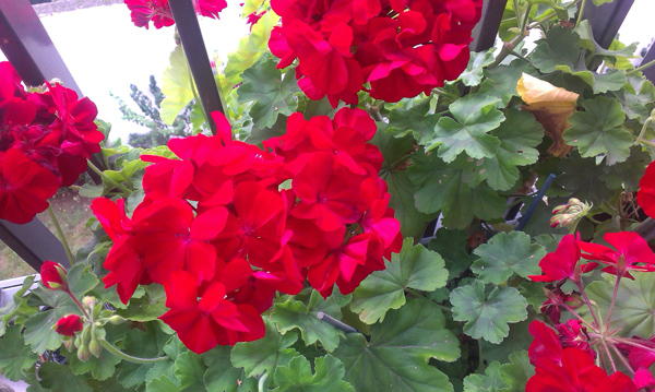 HTC Desire 500 : appareil photo exemple