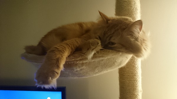 Samsung Galaxy S5 Photo et vidéo