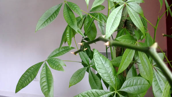 Nokia Lumia 720 test photo